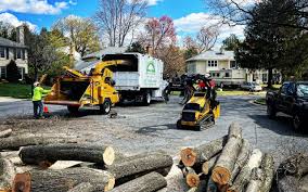 Professional Tree Removal and Landscaping Services in West Palm Beach, FL